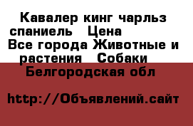 Кавалер кинг чарльз спаниель › Цена ­ 40 000 - Все города Животные и растения » Собаки   . Белгородская обл.